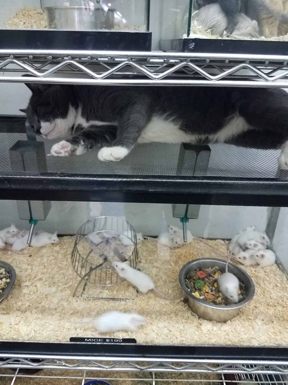 Pet City