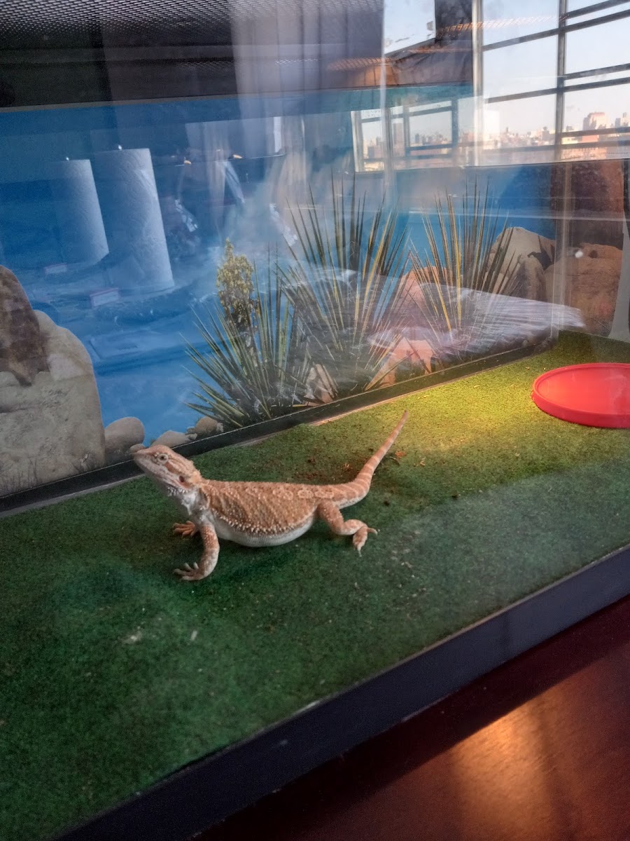 Pet City photo 5